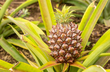 Closeup of a Pineapple in Green House of Sao Miguel, Azores, Portugal