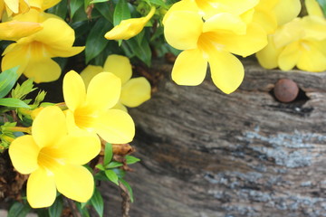 A beautiful yellow flower with petals that bloom during the daytime when the sun shines as part of the green nature that creeps in the timber, giving a feeling of comfort.