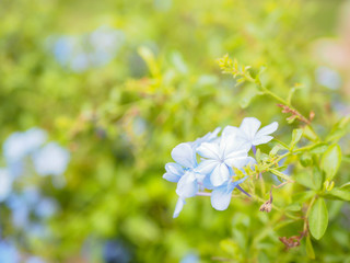Purple flower on the soft background