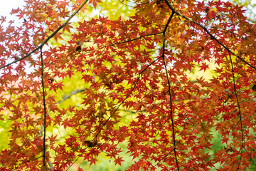 日本の四季　紅葉　背景素材