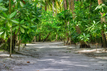 Dieses einzigartige Foto zeigt die natürliche Inselstruktur mit atemberaubender Natur auf einer Insel der Malediven