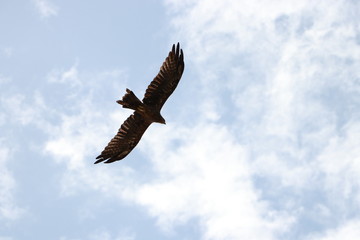 eagle in flight