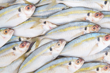 Fresh horse mackerel fish as background