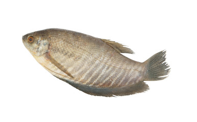 Snakeskin gourami fish isolated on white background, Trichopodus pectoralis