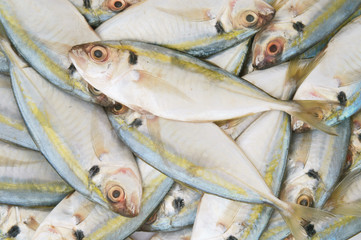 Fresh horse mackerel fish