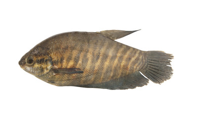 Snakeskin gourami fish isolated on white background, Trichopodus pectoralis
