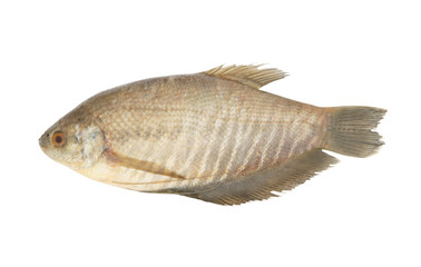 Snakeskin gourami fish isolated on white background, Trichopodus pectoralis