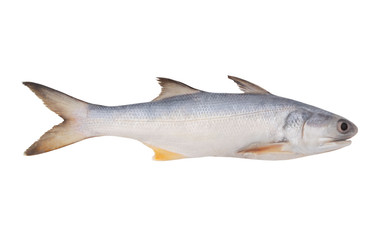 Fourfinger threadfin fish isolated on white background, Eleutheronnema teradactylus