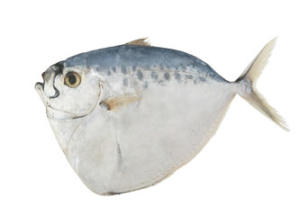 Razor moonfish isolated on white, Mene maculata