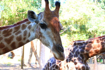 Giraffe in the zoo waiting for tourists to visit and give food to it.