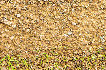 texture of rocky soil with young grass