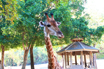 Giraffe in the zoo waiting for tourists to visit and give food to it.
