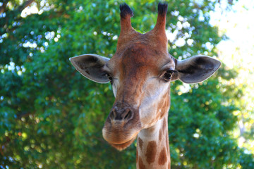 Giraffe in the zoo waiting for tourists to visit and give food to it.