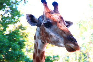 Giraffe in the zoo waiting for tourists to visit and give food to it.