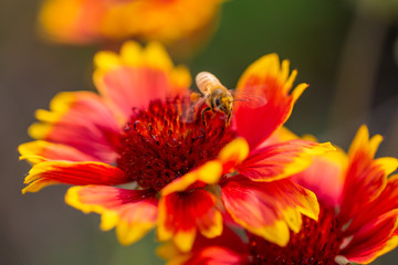 Outdoor spring, blooming yellow flowers and bees, gerbera，Gaillardia pulchella Foug.