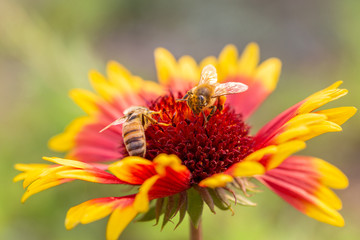 Outdoor spring, blooming yellow flowers and bees, gerbera，Gaillardia pulchella Foug.