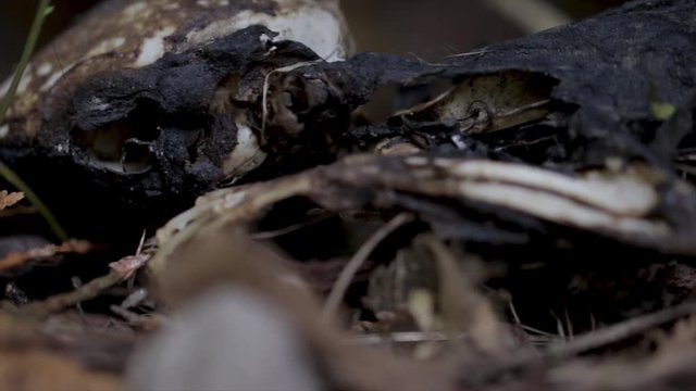 Bones and skeleton of dead squirrel close up. Close up of bones and dry remains of animal. Creepy close up of death and carcass bones. 