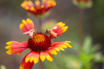 Outdoor spring, blooming yellow flowers and bees, gerbera，Gaillardia pulchella Foug.