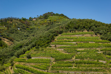 terraces in cinque terre