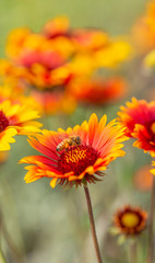 Outdoor spring, blooming yellow flowers and bees, gerbera，Gaillardia pulchella Foug.