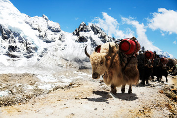 Group of Yaks carrying goods along the route to Everest Base Camp in the Himalayan Mountains of Nepal