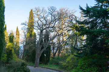 Image of trees in the spring park.