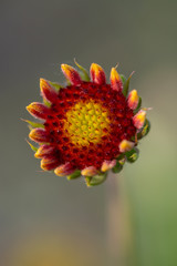 Outdoor spring, blooming yellow flower, gerbera，Gaillardia pulchella Foug.