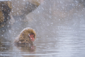 Snow monkey (Japanese Macaques) bathe in onsen hot springs while snow fall in winter at Jigokudani Monkey Park, Nagano, Japan