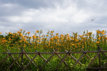 Fototapeta na wymiar Yellow flower in the fence under the sky