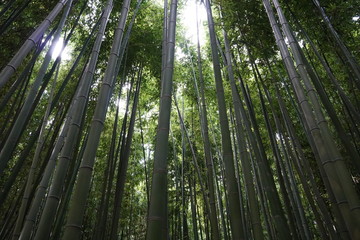 bamboo that grew high in the sky