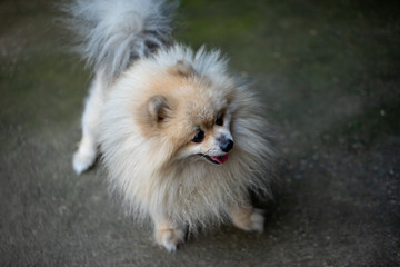 The Pomeranian is a breed of dog of the Spitz type that is named for the Pomerania