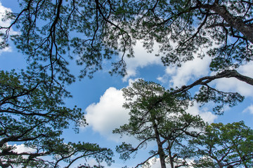 Pinus mugo - It is also known as creeping pine, dwarf mountain pine, mugo pine