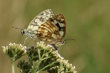 A mating pair of pretty Marbled White Butterfly, Melanargia galathea, perching on a Yarrow flower in a field in the UK.	
