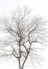 Fototapeta na wymiar Dead tree on white background
