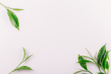 vintage Green tea leaf isolated on white background