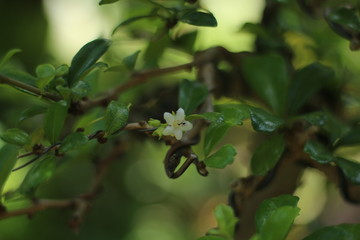 Ant on a flower