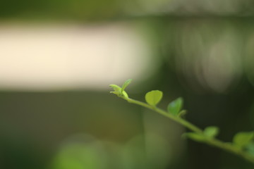 drops on green leaf