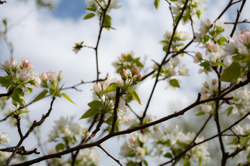 Blooming apple tree in spring time with white and pink flowers and bee