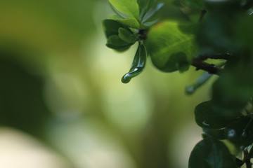 green leaf with water drops