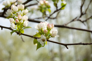 Blooming apple tree in spring time with white and pink flowers and bee