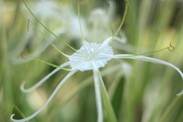 white flower