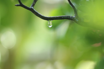 leaf with drops of water