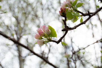 Blooming apple tree in spring time with white and pink flowers and bee