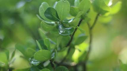 water drops on green leaf