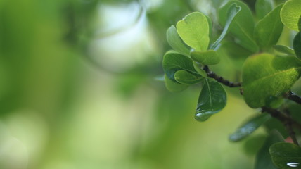 green leaves with drops of water