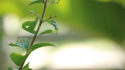 background with green leaves