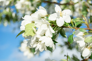 Blooming apple tree in spring time with white and pink flowers and bee
