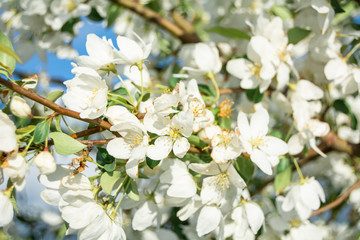 Blooming apple tree in spring time with white and pink flowers and bee