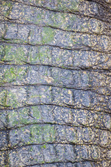 Crocodile texture skin with water