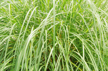 striped leaves of an east asian sedge